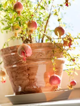 This Gardener Grows Pomegranate Trees in Buckets at Home — Here’s Her 8-Step Method