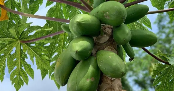 This Monsoon, Grow a Papaya Tree Right on Your Balcony or Terrace