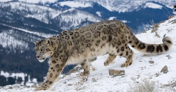68% of India's Snow Leopards Are in Ladakh And Locals Helped Make It Happen
