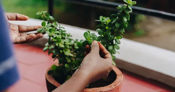 Gardening Made Easy: The Real Reason Your Plants Struggle in the Rain and What You Can Do About It
