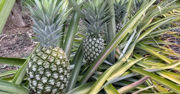 The Rain-Lover’s Fruit Guide: What You Can Grow This Monsoon (Even at Home)
