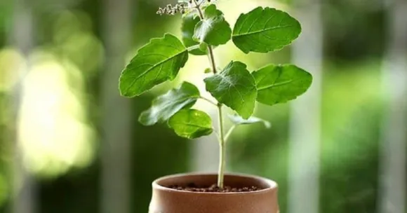 The Monsoon is Here — And So Is Your Chance to Grow Tulsi, Mint & More on Your Balcony
