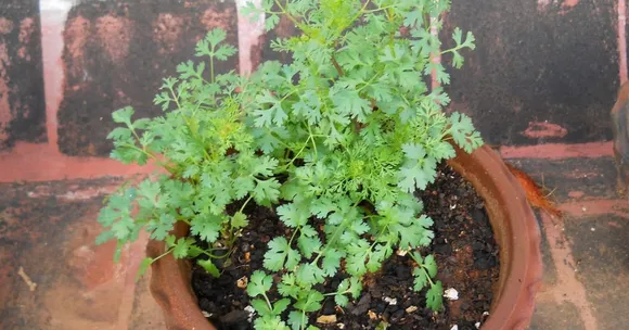 Turn a Balcony or Window Box Into a Coriander (Dhania) Garden With This Easy Monsoon Growing Guide