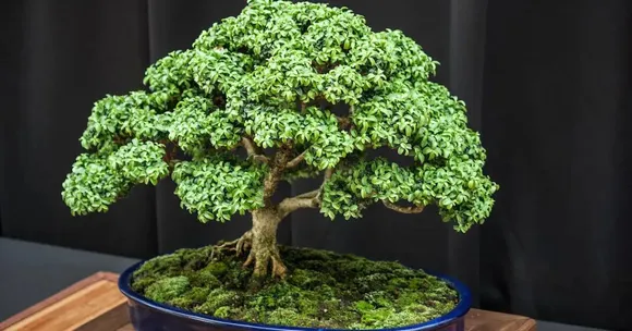 How to Create a Bonsai Garden at Home: A Simple Guide Using Native Indian Trees
