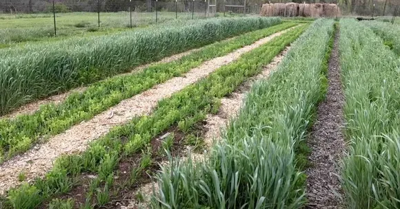 The Simple Crop Trick Helping Indian Farmers Cut Costs & Boost Yields