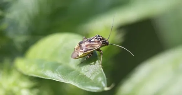 7 Organic Ways to Keep Pests Away From Your Vegetable Garden This Monsoon