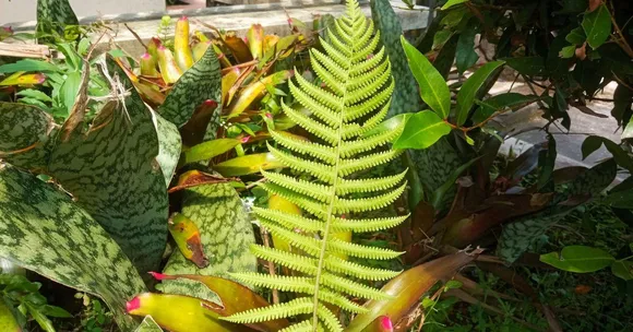 Lazy Gardener’s Guide to Monsoon Plants That Practically Grow Themselves
