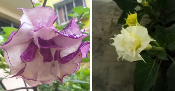 This Sacred Flower Changes Colour & Blooms at Night — Here’s How to Grow It