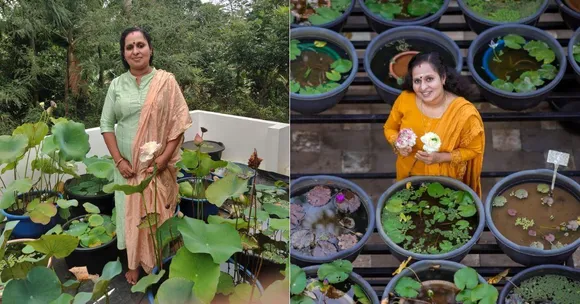 Kerala Teacher Turns Gardening Hobby Into Rs 40K/Month Lotus & Lily Business