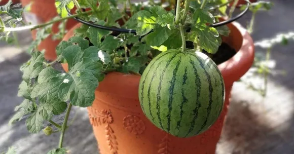 How to Grow Watermelons at Home (Even in Small Spaces!)