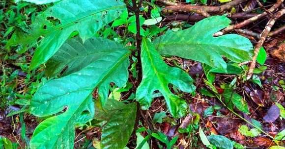 For Just Rs 20, This Udupi Nursery Is Helping Locals Grow Mini Forests