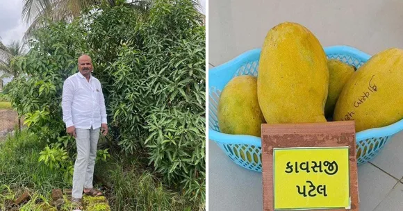 Satara Farmer Brings Back Rare Mango Once Grown Across Mumbai & Gifted to British Royalty