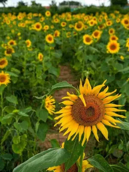 Sunflowers in Bloom! This ‘Flowerpot’ Village is Perfect for a Long Weekend Trip From Bengaluru
