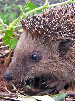 10 Small Mammals That Silently Keep India’s Forests & Farms Alive