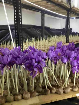 How to Turn Small Spaces Into a Saffron Farm: Easy Tips to Grow the World’s Costliest Spice