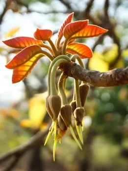 Can You Recognise These Forgotten Indian Ingredients by Just One Clue?