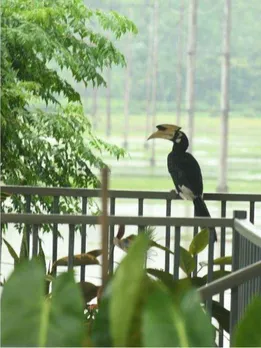 How a Navy Diver & His Partner Built 'Medini': A Sustainable Wildlife Homestay in Assam