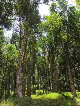 One of the World’s Rarest Trees Just Got a New Life in Assam