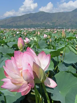 After 30 Years, Kashmir’s Pink Lotus Carpet Returns to Wular Lake