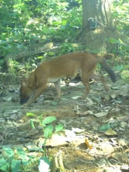 Asiatic Wild Dog Spotted in Assam’s Forests After 30 Years!