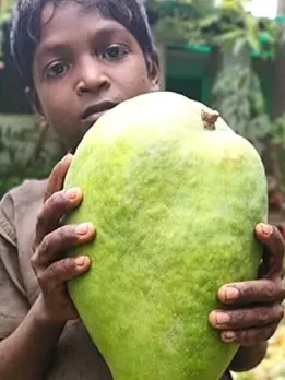 What Makes Noorjahan & Kohitur Mangoes So Rare That They’re Booked Months in Advance