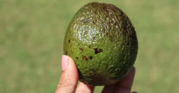 How to Grow Avocados at Home in India — Even If You’ve Never Grown a Thing Before