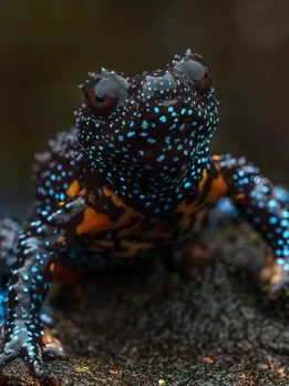 Ever Heard of a Galaxy Frog or Mouse Deer? Spot These 10 Rare Animals in India’s Rainforests