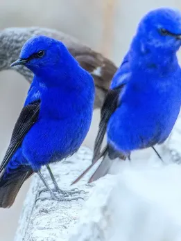 This Rare Bird Looks Like Blue Fire in the Himalayas