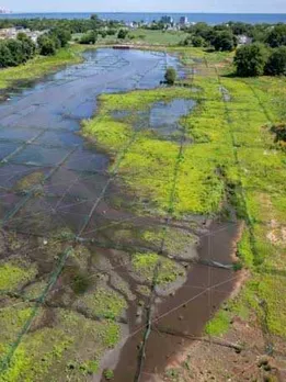 New York Saved $300 Million by Letting Nature Fix Floods — Can Indian Cities Do the Same?
