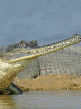 Once Near-Extinct, Chambal’s Gharials Cross 2000 in 2025 — The Highest in 50 Years