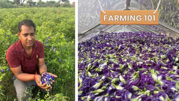 How Farmers Can Turn Spoiled Crops Into Profit With Solar Dryers