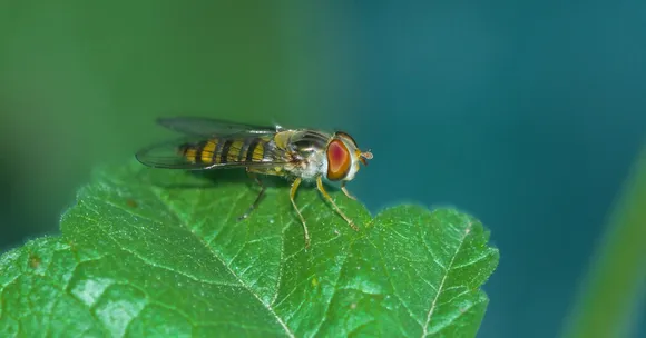 5 Insects You Should Never Kill: Ladybugs, Bees & More