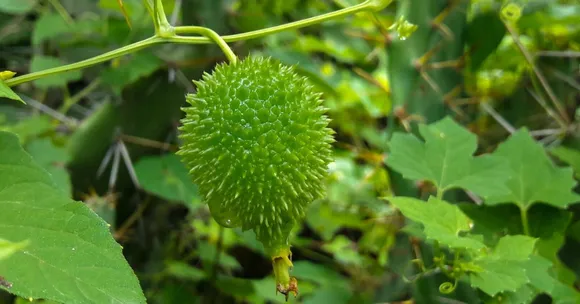 The Quirky Veggie Your Gut Will Love — How To Grow Kantola This Monsoon