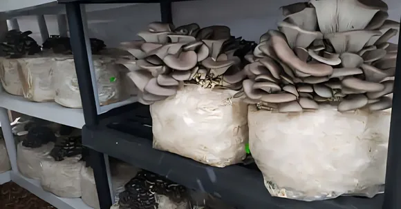 How To Start Small-Scale Mushroom Farming at Home: A Beginner’s Guide
