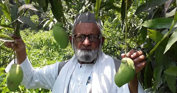 How This 84-YO UP Man Grows 350 Mango Varieties on a Single Tree Without Any Formal Training