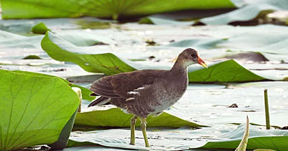 Why Birds Fly 5000 km From Europe to a Little-Known Wetland in Uttar Pradesh Every Year