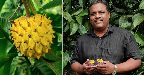 Kerala Farmer’s Bold Crop Switch to Rambutan Turns His Fields Into a Rs 15 Lakh/Acre Success