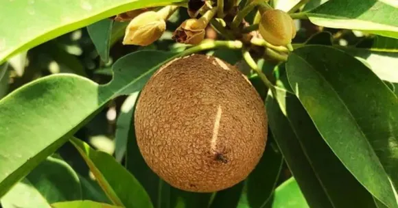 How To Grow Chikoos at Home During Monsoon: A Step-By-Step Gardening Guide