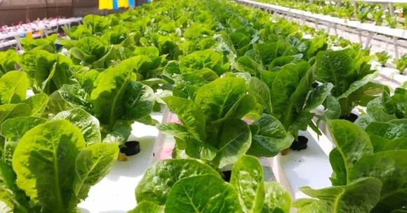Expert Farmer Shares How He Built Profitable Hydroponic Farm From Scratch
