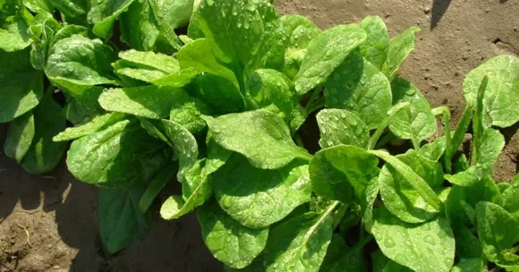 Kickstart Your Winter Harvest With These Early Rabi Crops; Sow Now