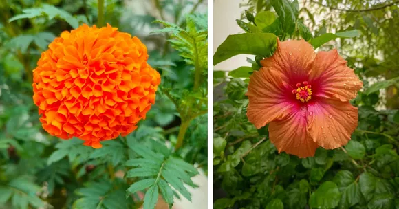 How Growing a Rangoli Garden at Home Teaches Kids the Joy of Sustainability