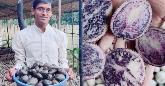 Grow This Rare Black Potato & Earn Up to Rs 5 Lakh/Acre in Just 3 Months