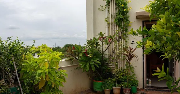 10 Simple Steps To Build a Mini-Forest on Your Terrace (Even in a City!)
