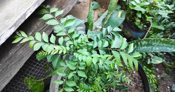 Before Supermarkets, There Were Gardens: 7 Indian Plants Every Home Once Grew