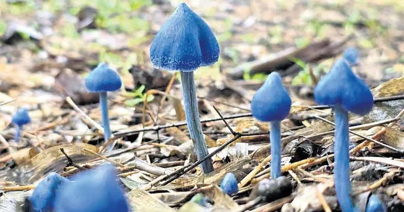 Rare Mushrooms Spotted for the First Time in Telangana, Hinting at Forest’s Secret Riches