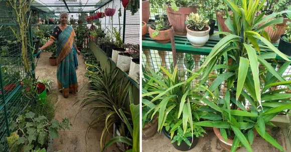 Tomatoes to Dragon Fruit: This 74-YO’s 1000+ Plant Terrace Garden in Bengaluru Feeds Her Family