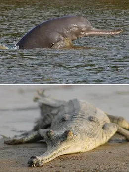 Blind Dolphins, Rare Loaches & More: 10 Stunning Species Found in India’s Rivers