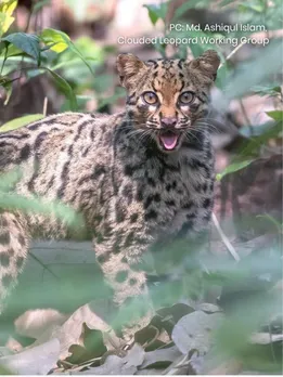 Seen the Viral Video of India’s Most Secretive Big Cat? Meet the Meghalaya Village Protecting It