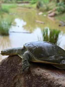 Delhi Pond Turns Into a Miracle Refuge for 250+ Rescued Turtles & 20 New Hatchlings