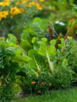 From Tomatoes to Turmeric: 8 Plant Pairs That Help Indian Farmers Grow More Without Chemicals